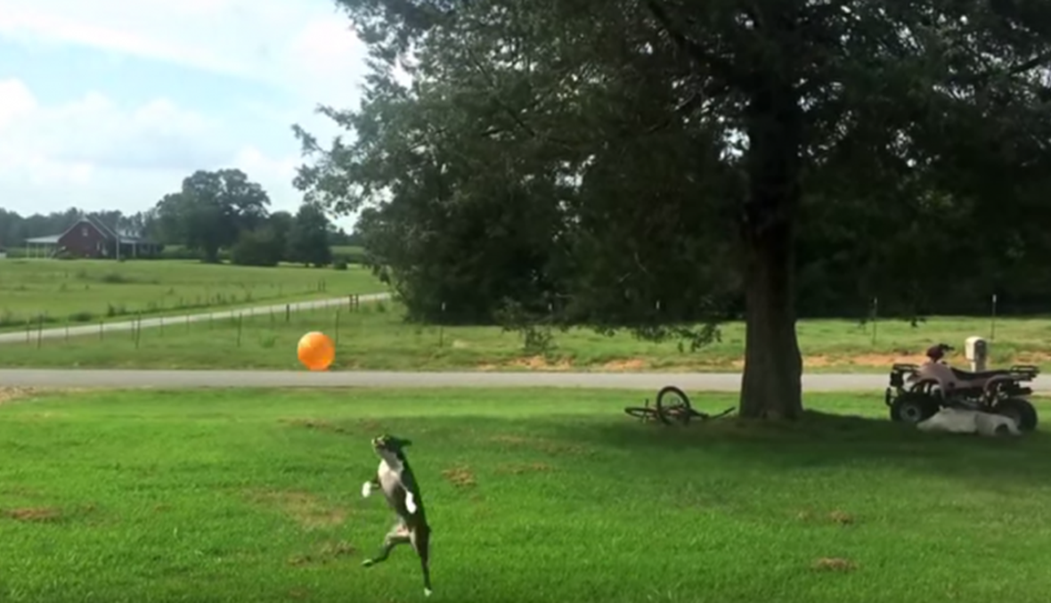 بالفيديو:  كلبة تلعب مع بالون بحماسة