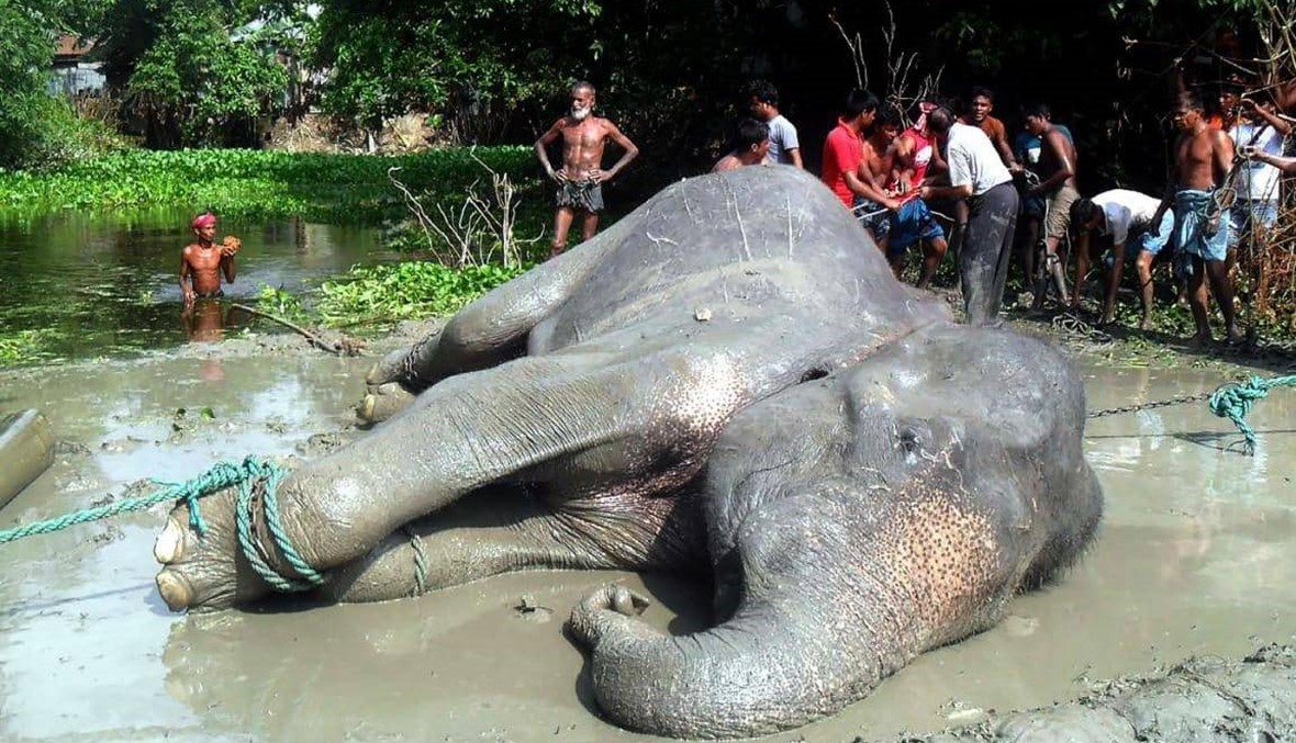 بالفيديو: إنقاذ فيل بعد بقائه عالقًا في المياه جراء الفيضانات