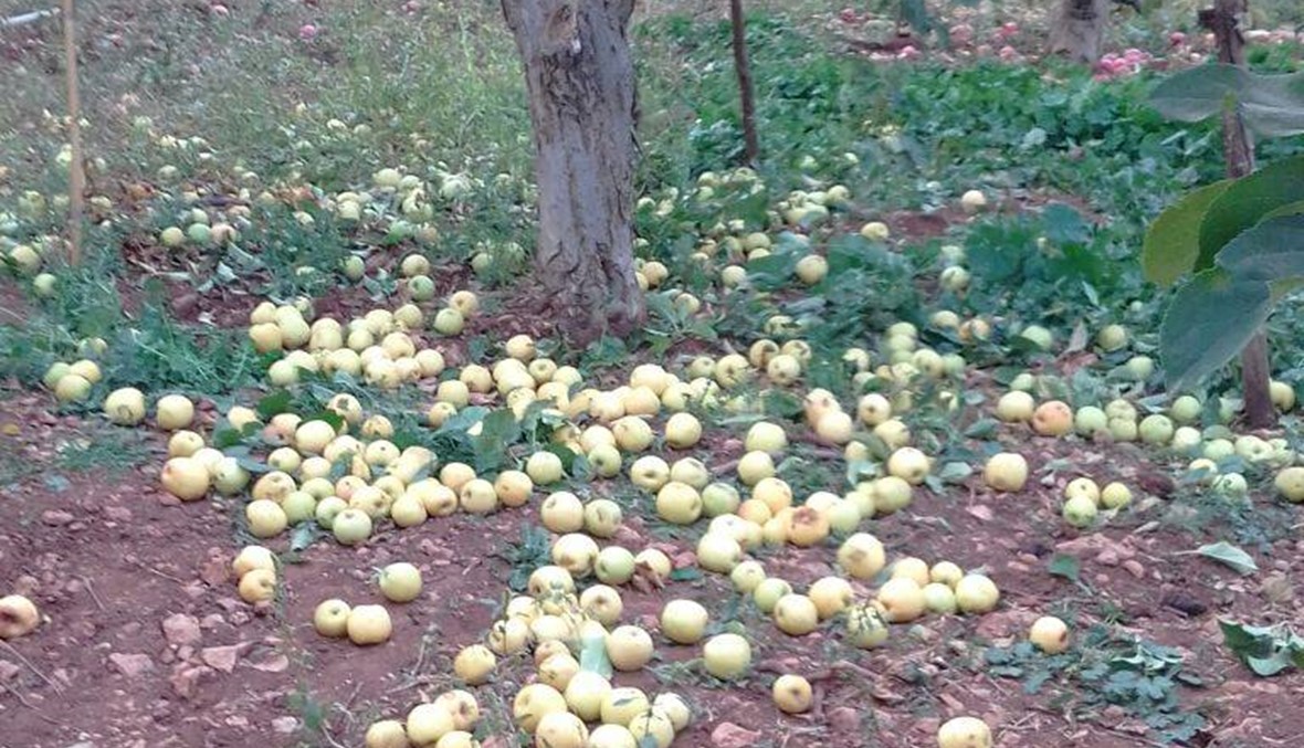 التفاح صريعاً على الأرض والمزارعون يبكون تعب سنة كاملة