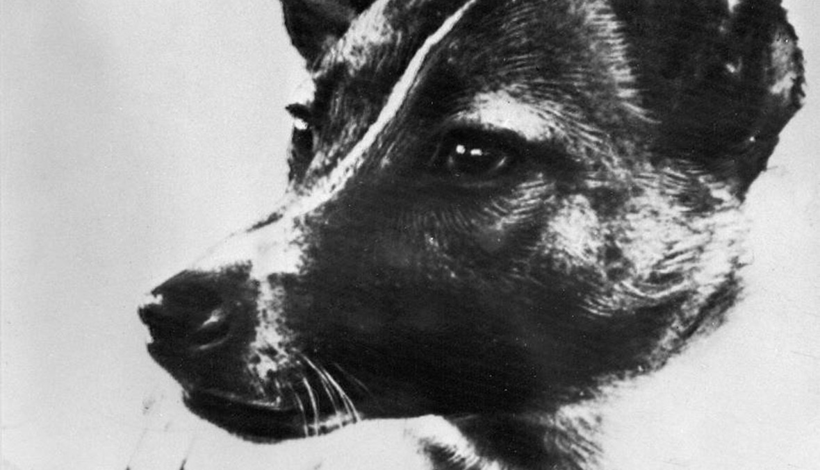 "الكلبة لايكا" أول رائد فضاء في العالم أُرسلت إلى الفضاء في 1957 بلا عودة