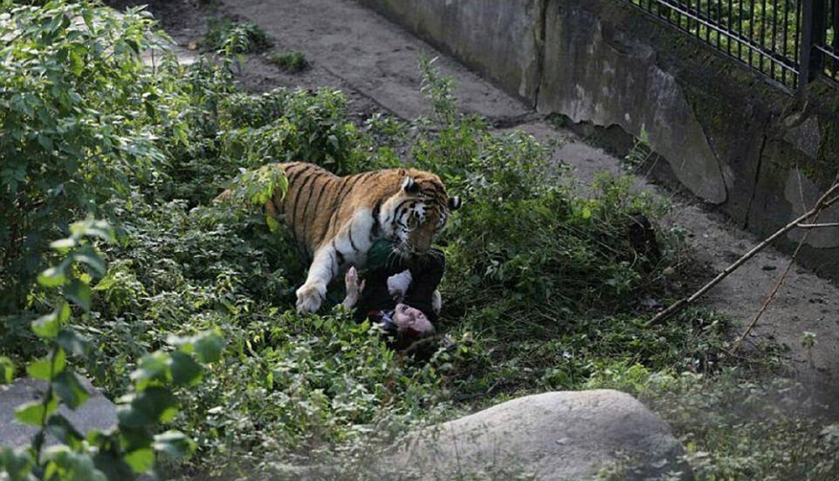 بالصور:  زوار حديقة حيوان ينقذون حارسة من فم النمر