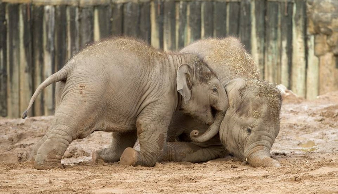بالصور:  حمام طيني لصغار الفيلة