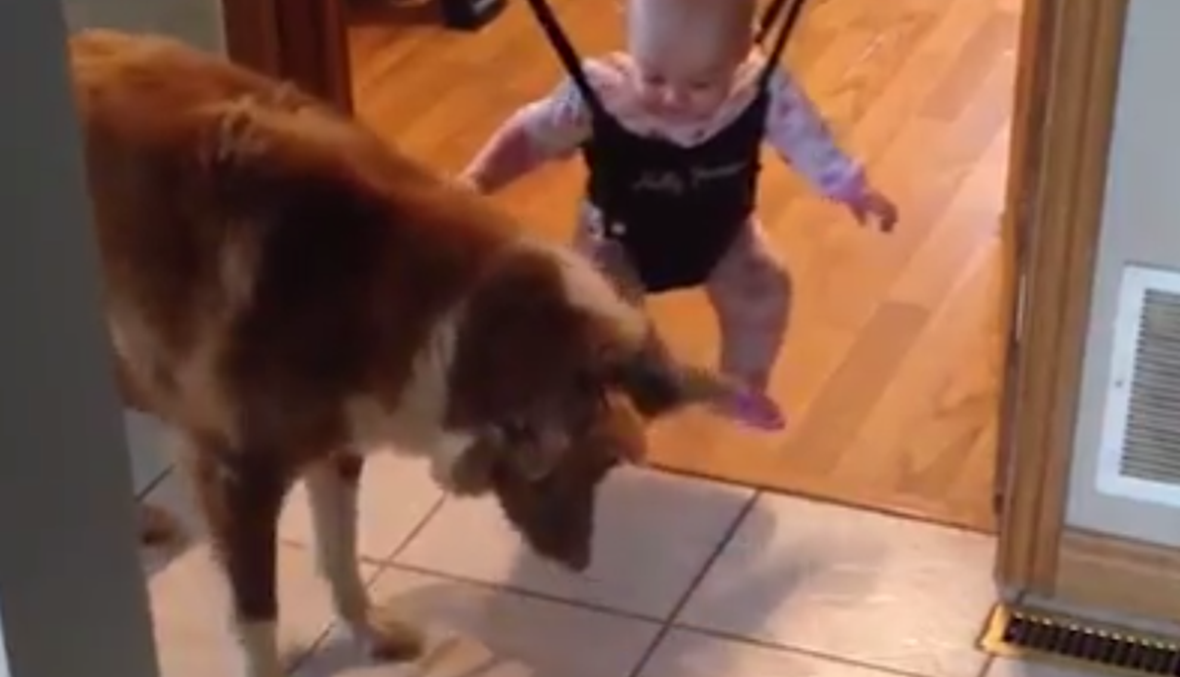 بالفيديو- كلب يعلّم طفلاً صغيراً القفز من أرجوحته!