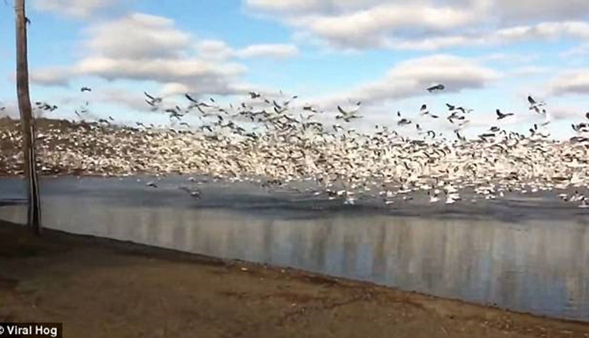 بالفيديو- آلاف من أوز الثلج تحلّقت فوق بحيرة مشكلة لوحة خلابة!