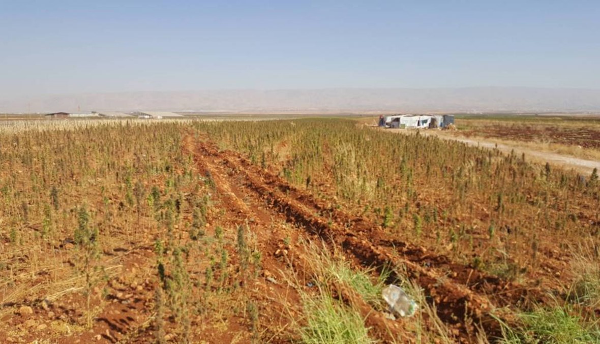 ما هي خطة وزارة الزراعة لتنمية القطاع في لبنان؟