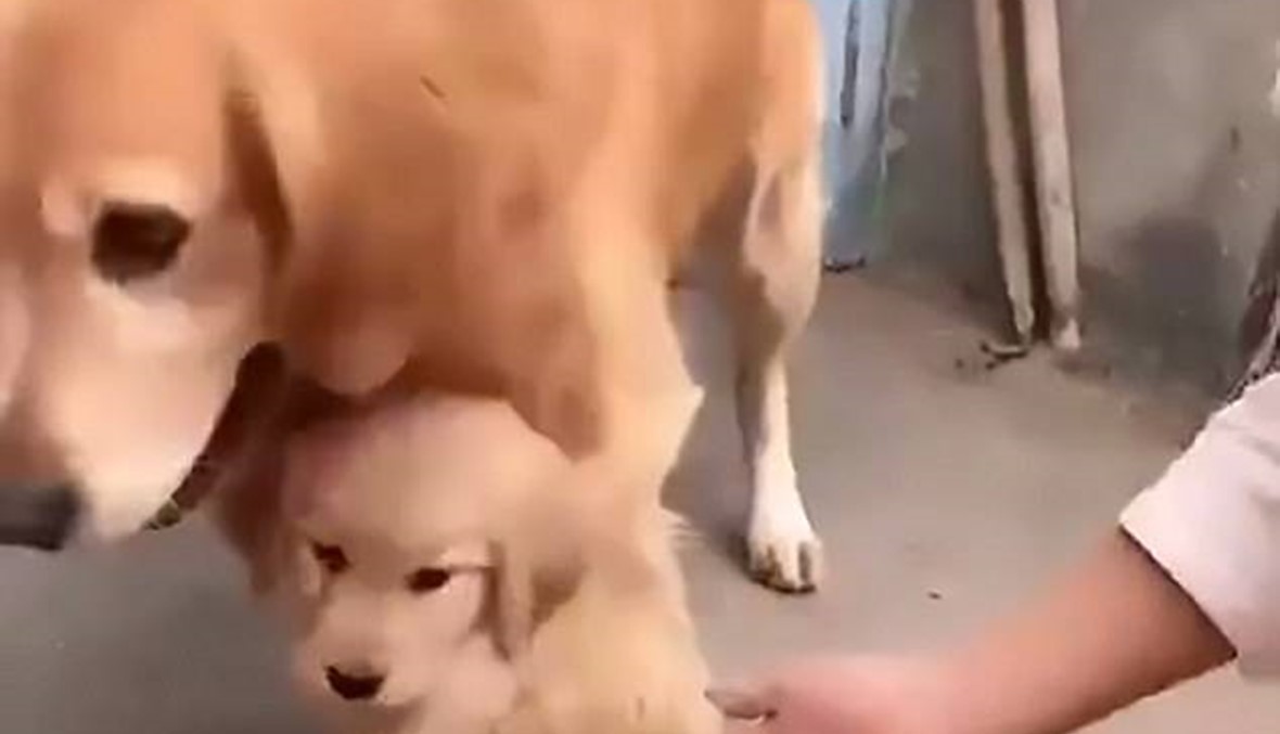 صور وفيديو: كلب يحمي جروه من مصافحة مالكه