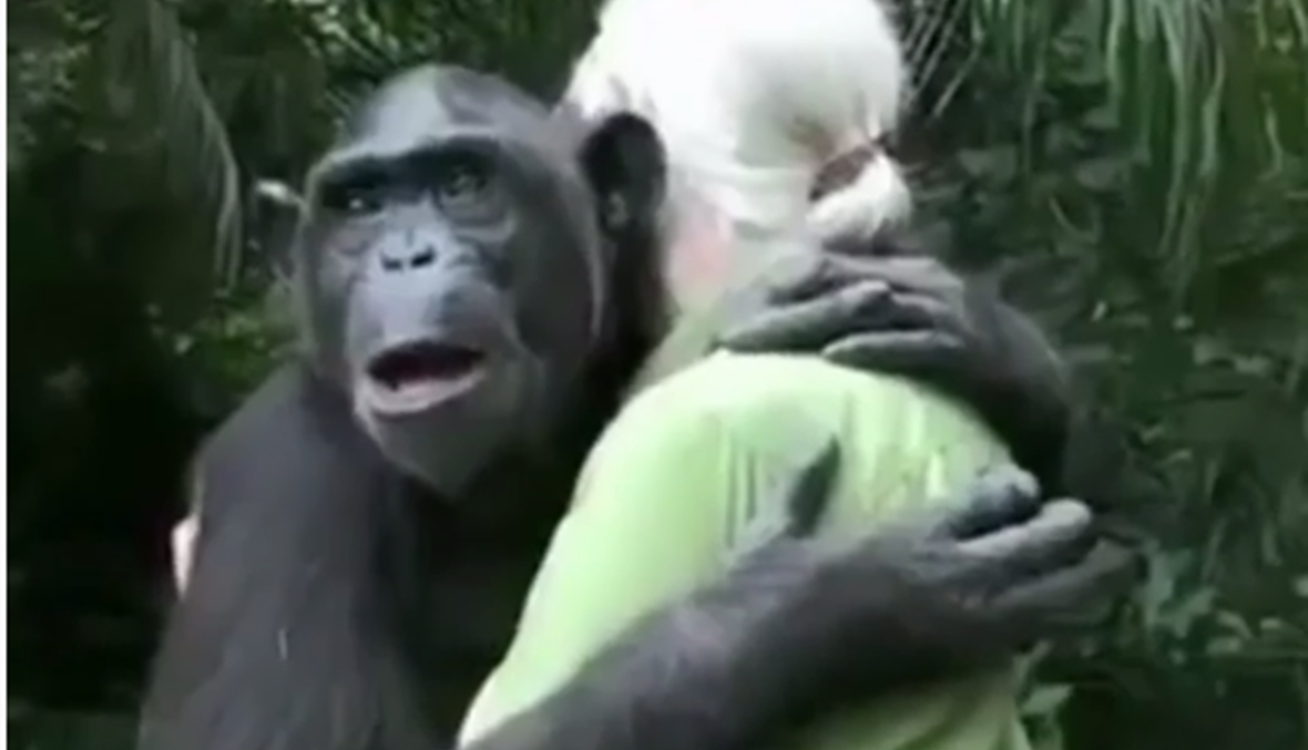 فيديو مؤثر لقرد احتضن امرأة بقوّة... لحظة تفوّق وفاء البشر