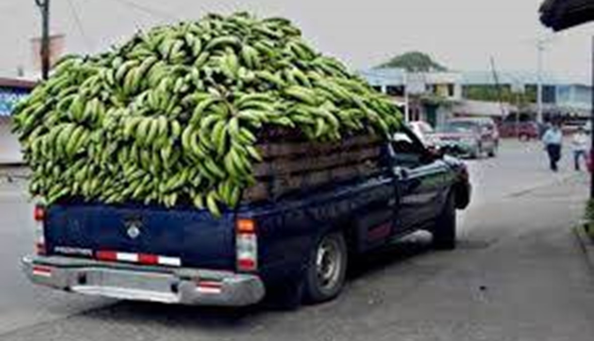 مزارعو ومصدرو الموز: لإيجاد الحلول لتصريف الإنتاج
