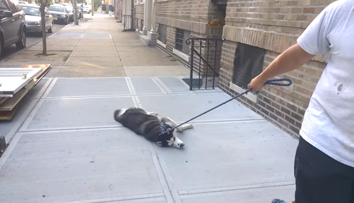 بالفيديو- كلب يرفض العودة إلى المنزل بعد النزهة... ما قام به مضحك وذكي!