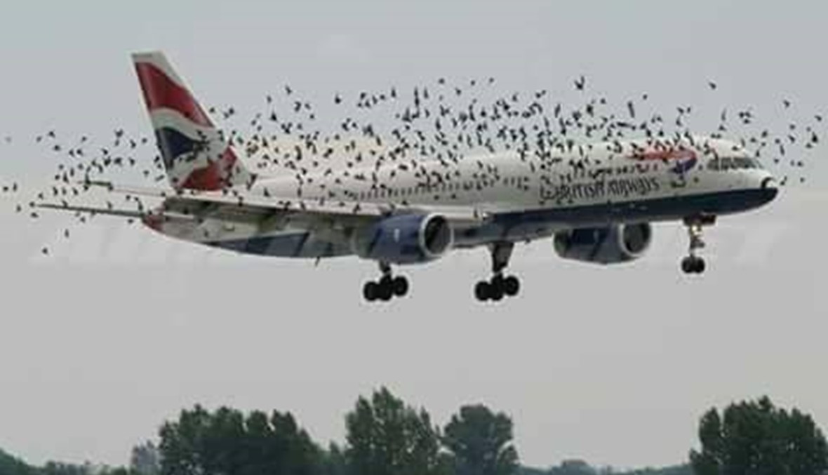 بالصور- طائرة تتعرض لهجوم من قبل الطيور الجارحة... حدث صدم العالم