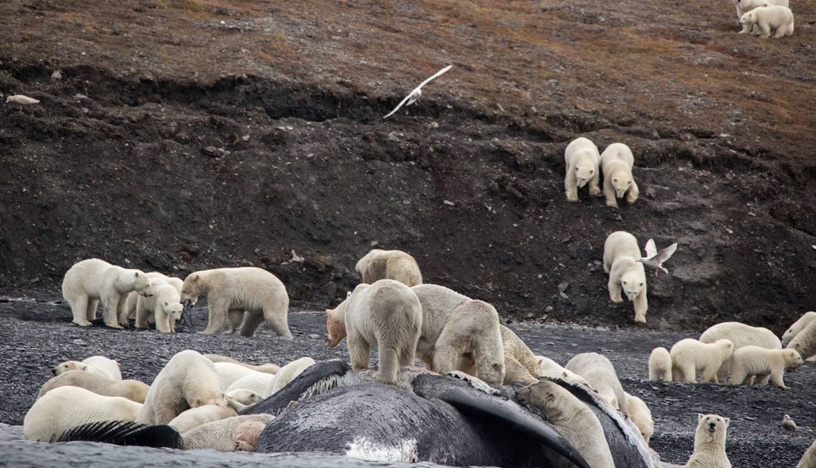 الاحترار يدفع دببة قطبية للتجمع على جزيرة في القطب الشمالي
