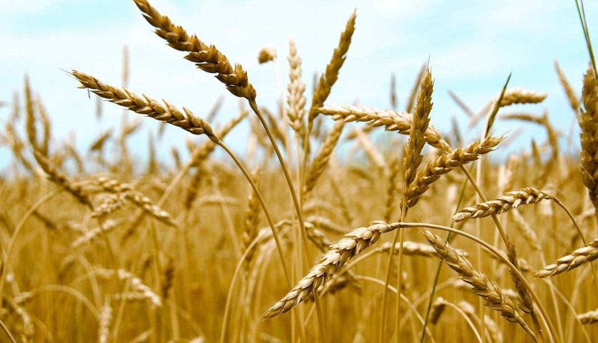 ما هي الشروط ليفيد مزارعو القمح والشعير من دعم وزارة الاقتصاد؟