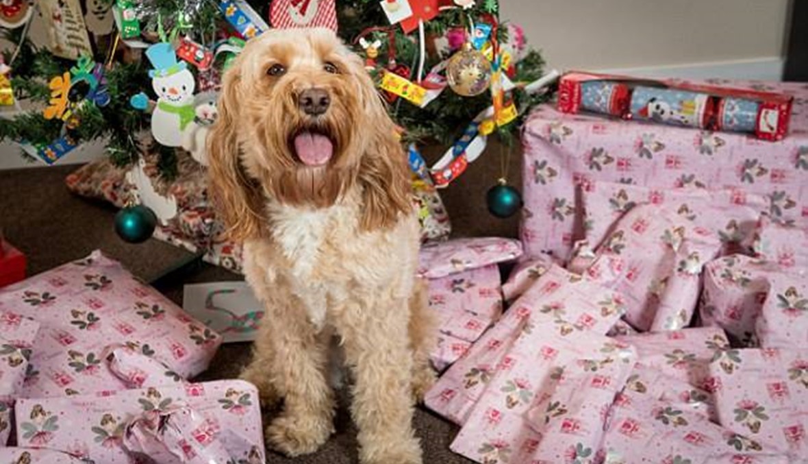 كلبة مدللة حصلت على 68 هدية لعيد الميلاد كلّفت مالكتها أكثر من 1300 دولار