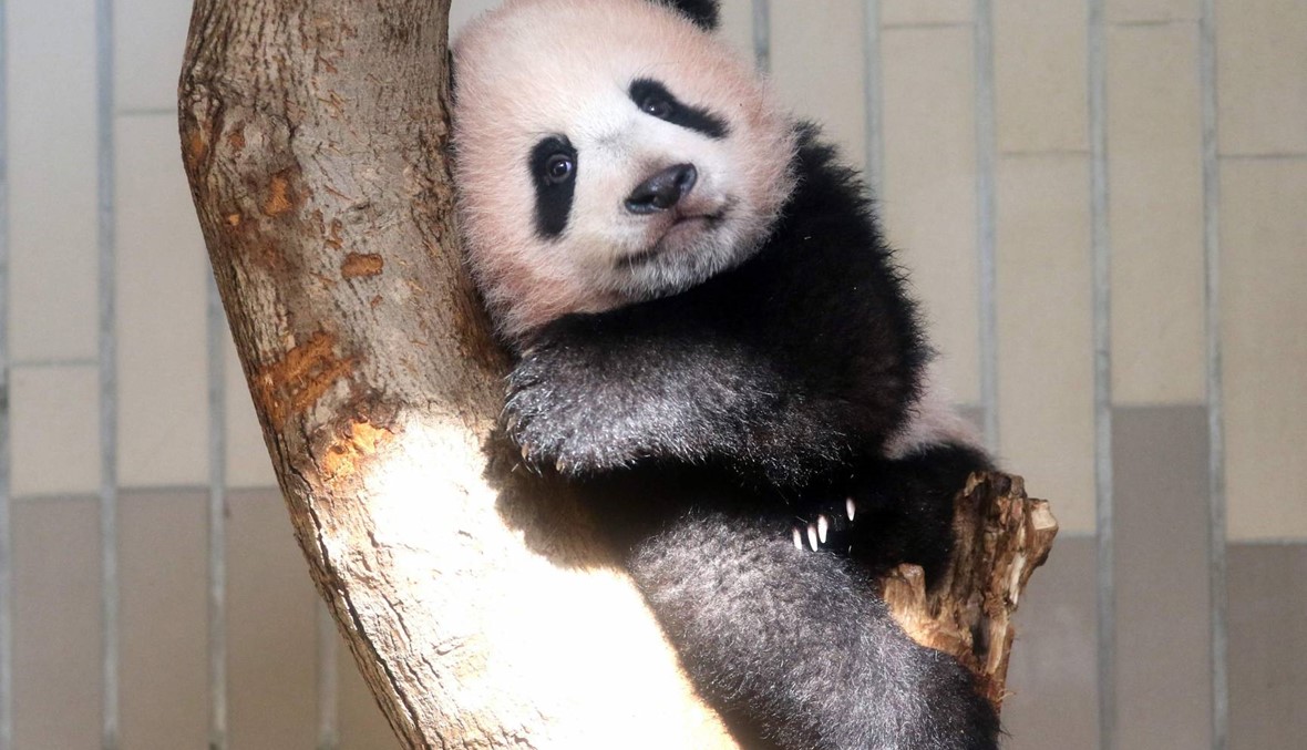 صغيرة الباندا شيانغ شيانغ تخطف الأنظار في إحدى حدائق الحيوان بطوكيو (أ ف ب).