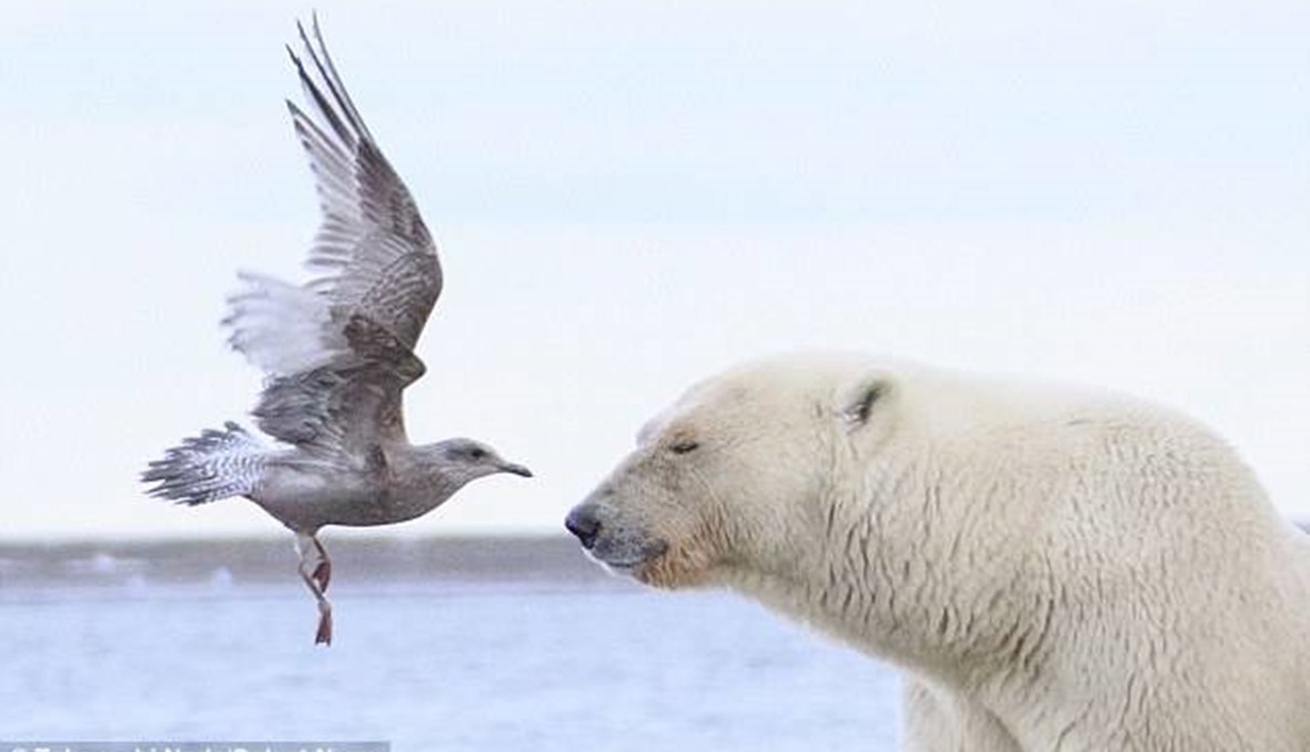لقطة مذهلة لدب قطبي أمام طائر النورس