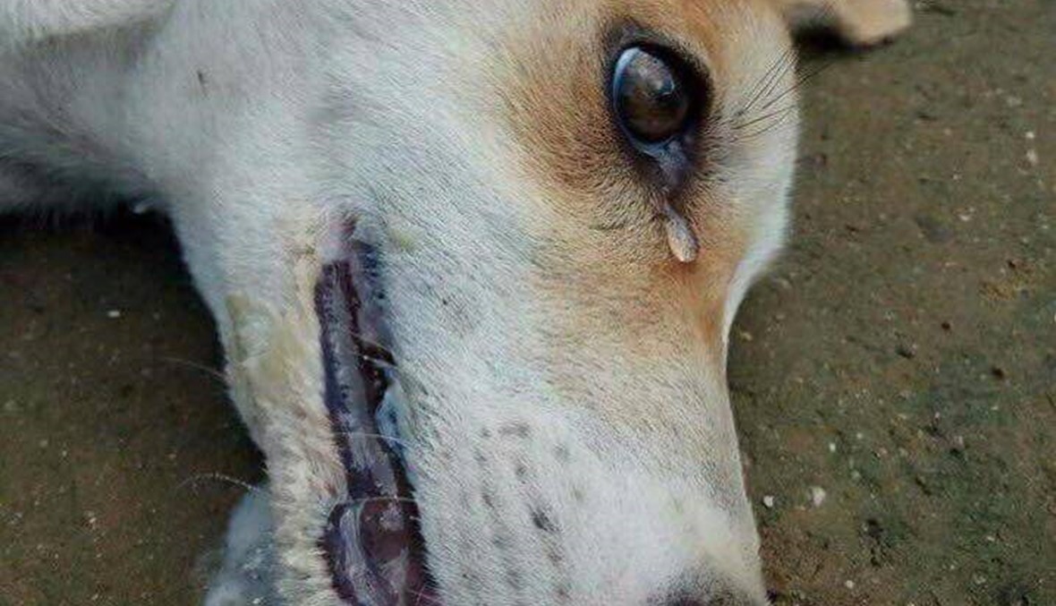 الدمعة واحدة في لبنان وتونس... هل تبكي فعلاً الكلاب؟