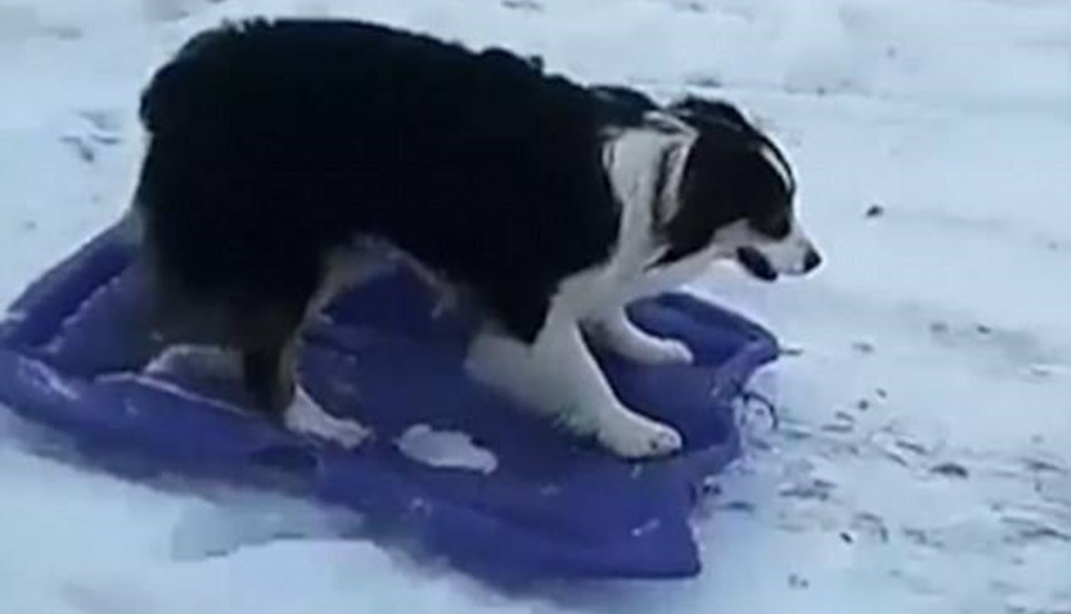 بالفيديو: توازن مذهل لكلب أثناء ممارسة التزلج على الجليد