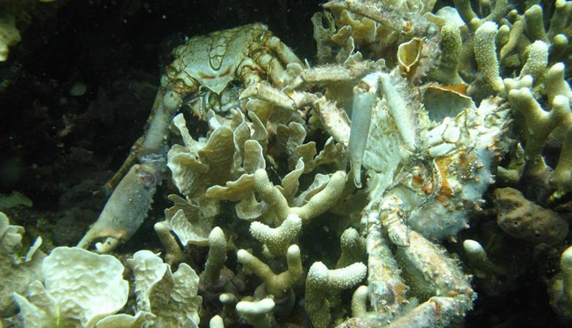 نجم البحر يلتهم الحاجز المرجاني العظيم في أوستراليا
