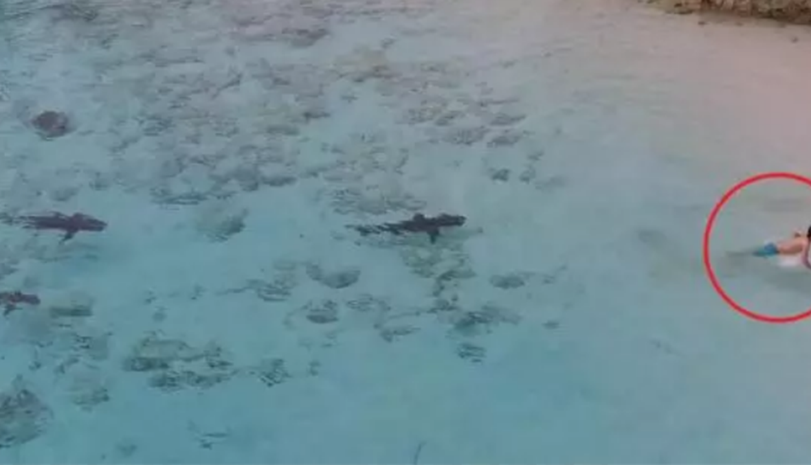 بالفيديو: صبي محاط بأسماك القرش