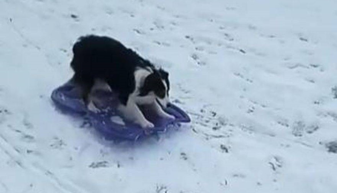 بالفيديو - فيديو طريف لكلب يستمتع بالتزلج على الثلج!