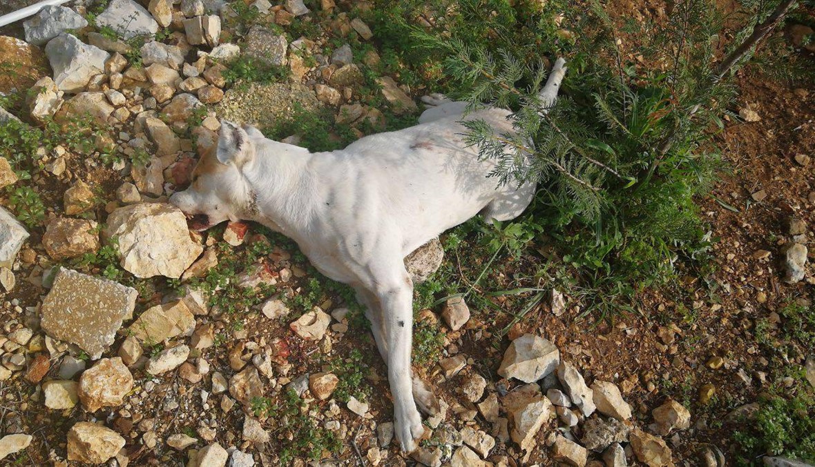 مشهد مستفزّ وسلوك غير مُبرَّر... قتل كلبٍ بسلاح حربي أمام بلدية جدايل