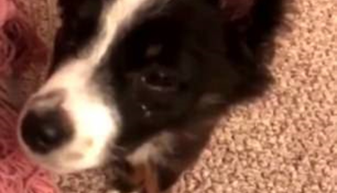 بالفيديو: دموع كلب بسبب توبيخ صاحبته