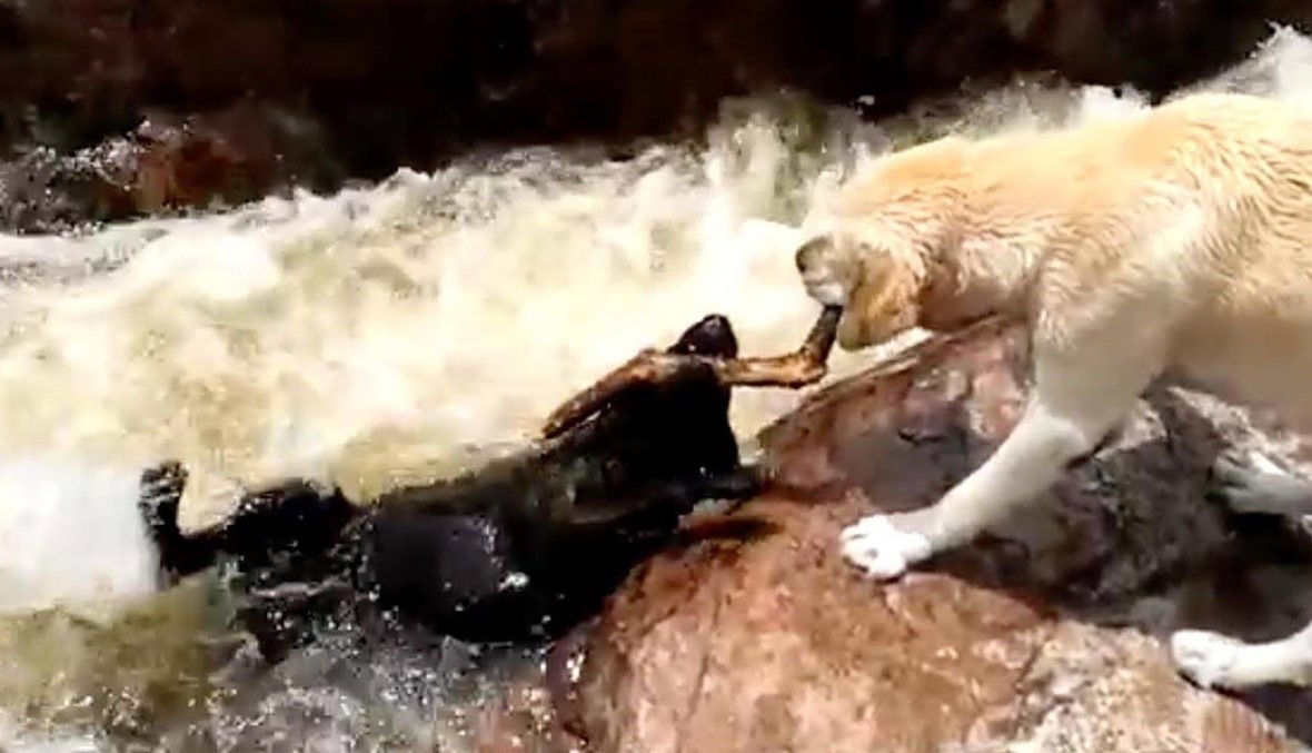 بالفيديو- كلب بطل أنقذ كلباً آخر من الغرق!
