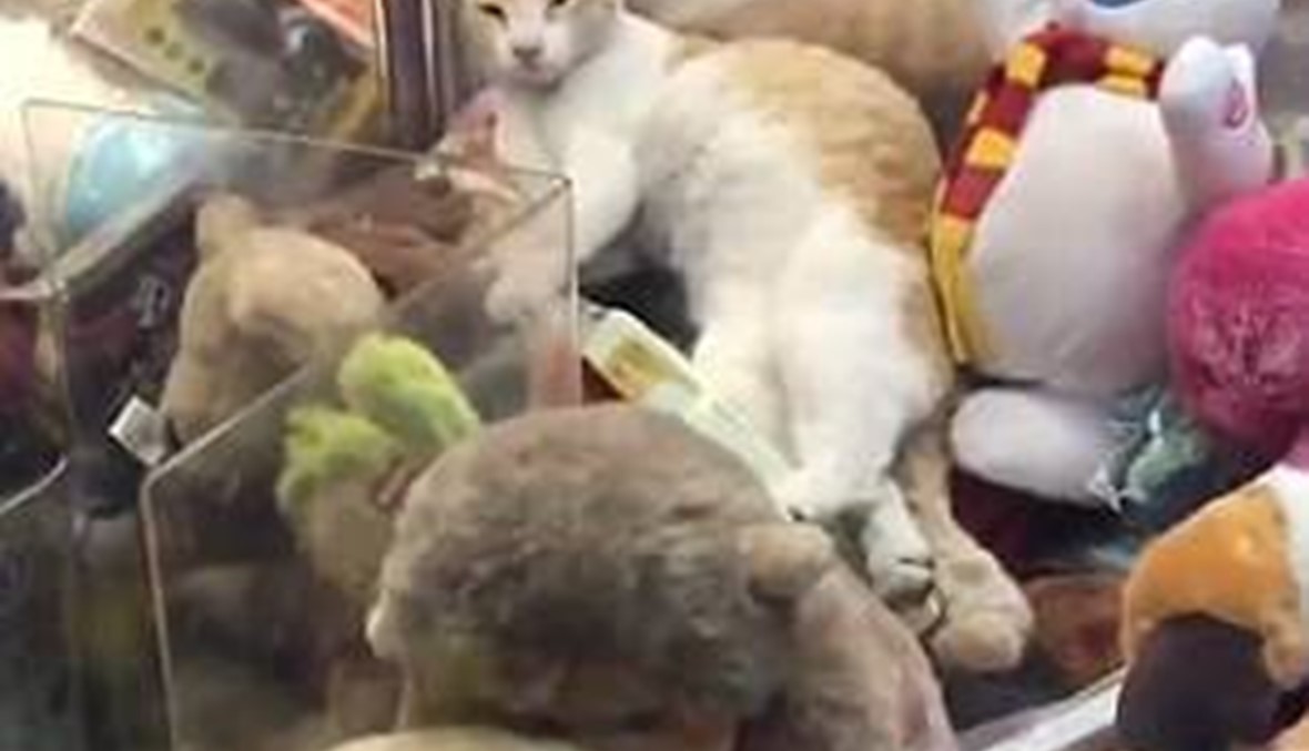 قطة حقيقية داخل لعبة "المخالب" في إحدى مدن الملاهي