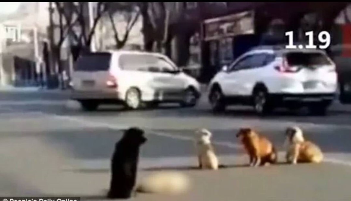 بالفيديو: كلاب مخلصة تحمي جثة رفيقها بعدما صدمته سيارة