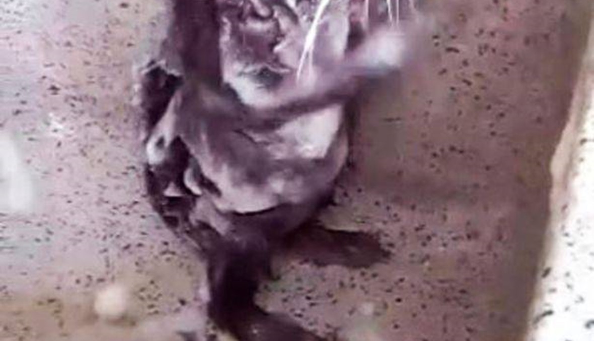 بالفيديو- فيديو مضحك لحيوان يستحمّ في المغسلة بالماء والصابون