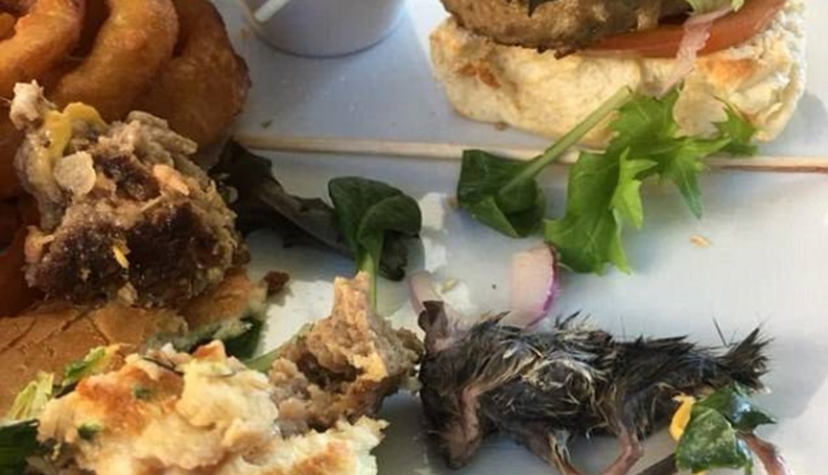 بالصور:  فأر ميت داخل شطيرة برغر في أحد مطاعم أوستراليا