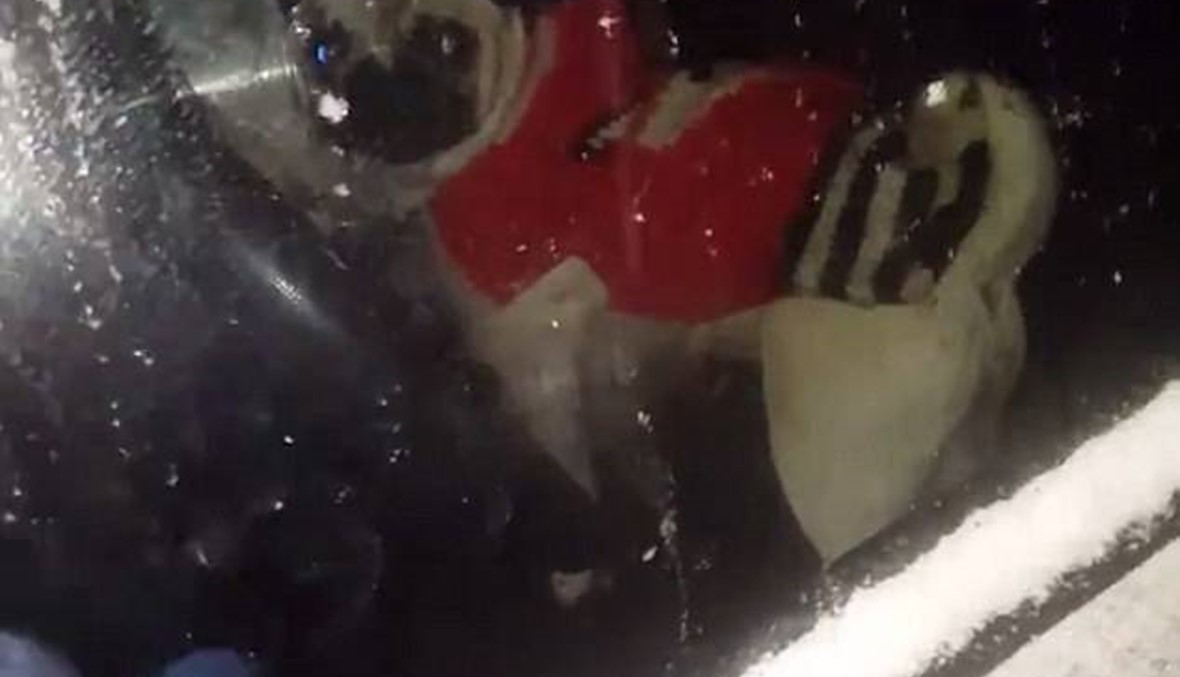 بالفيديو:كلب يفتح باب السيارة لصاحبته
