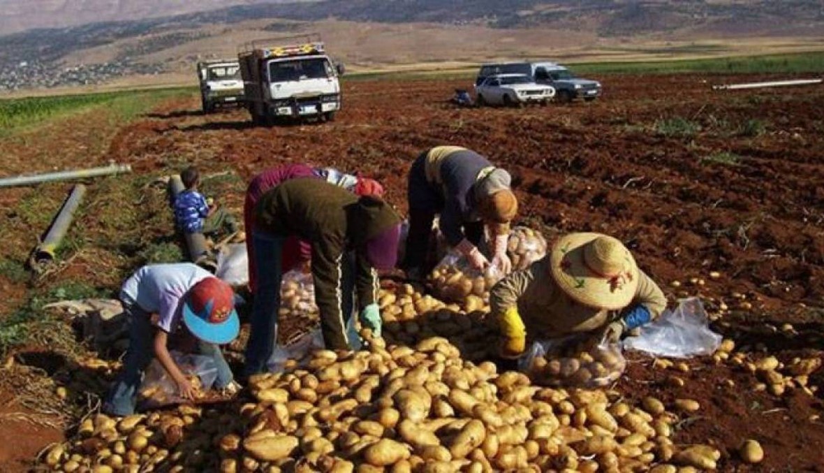 البطاطا اللبنانية تبني وطناً