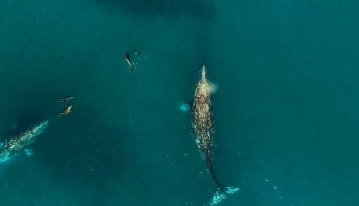 بالفيديو- مشهد مذهل لحوت ضخم يرقص بين الدلافين
