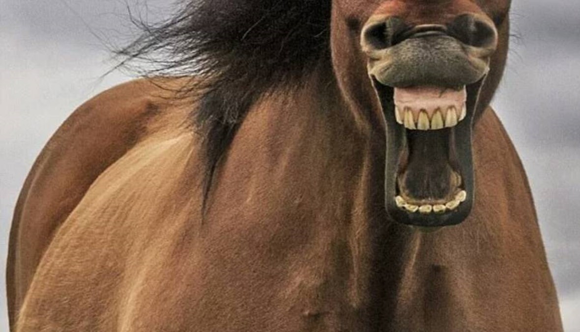 بالصور: الحصان الأكثر سعادة في العالم