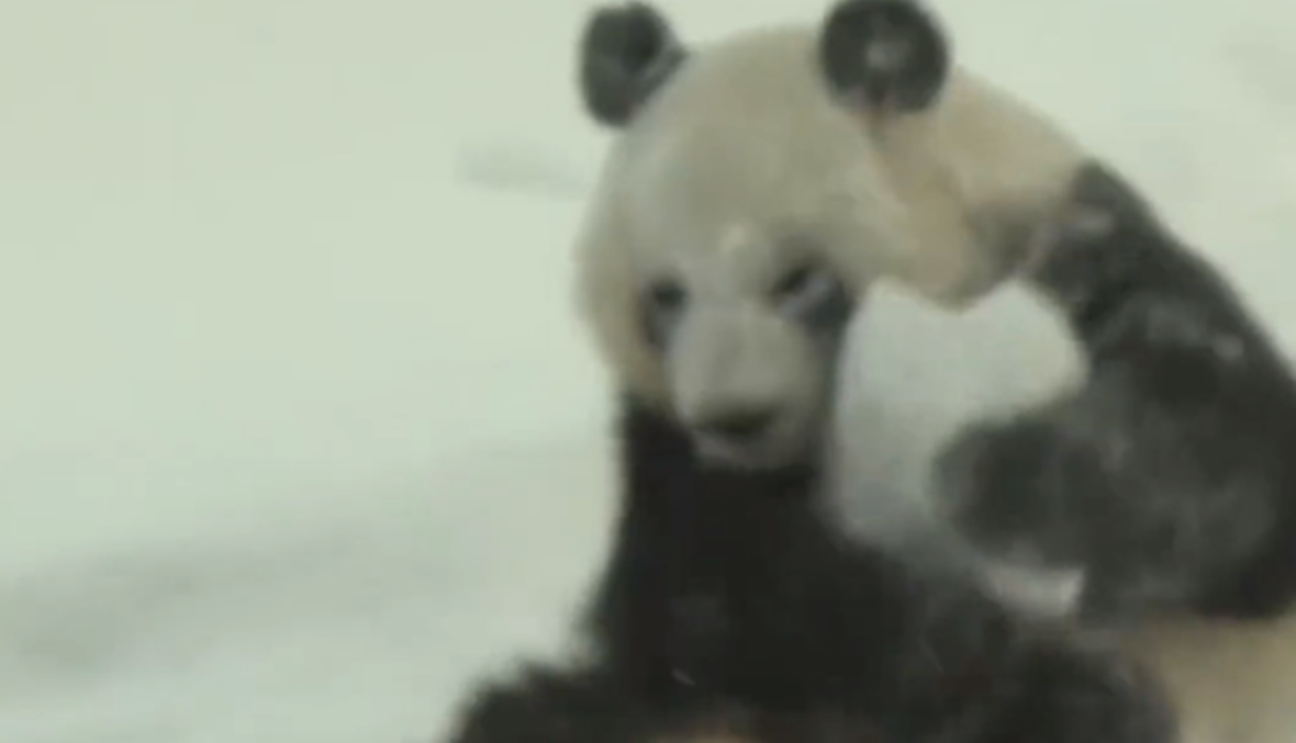 فيديو طريف لدب باندا وهو يستمتع بالثلج