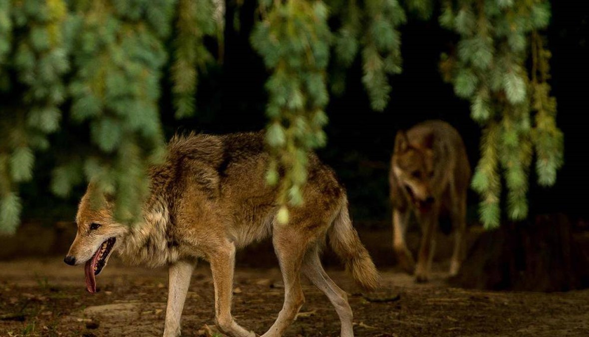 French government presents plan to protect wolves | Annahar