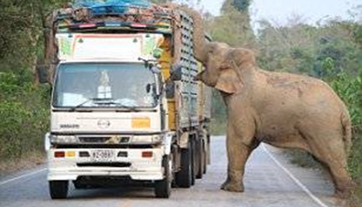 بالفيديو: فيل يتسبب بأزمة مرورية
