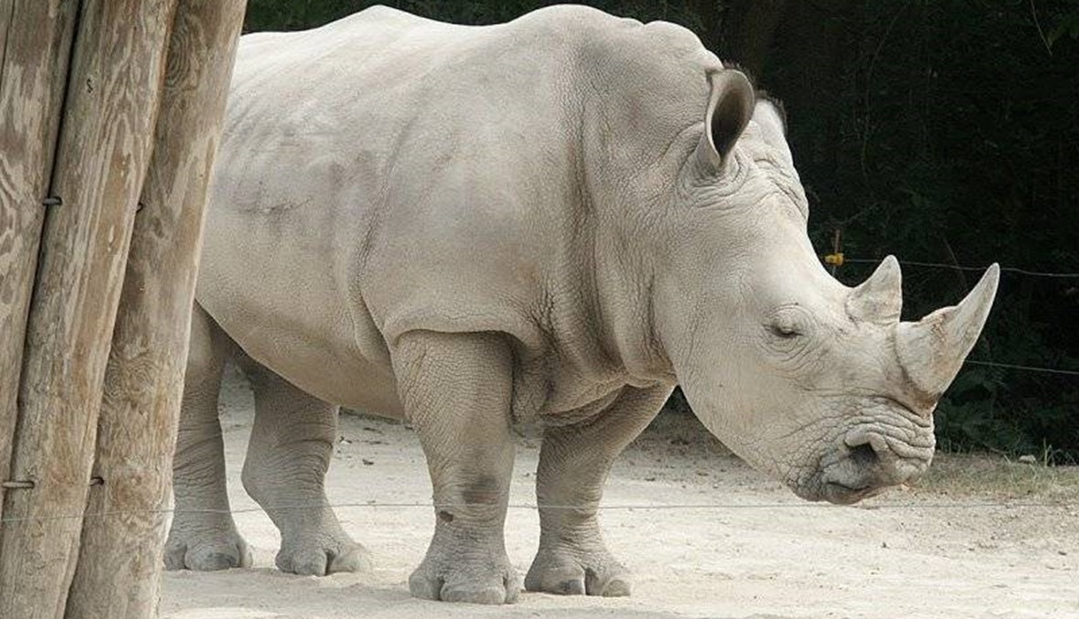 "أرينكا" يبلغ وزنها 85 كيلوغراماً... ولادة وحيد قرن أبيض وثلاثة نمور في حديقة حيوانات فرنسية