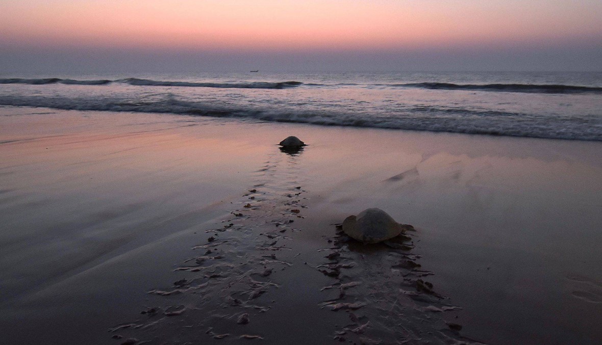 عودة السلاحف الى البحر على الشواطئ الهندية