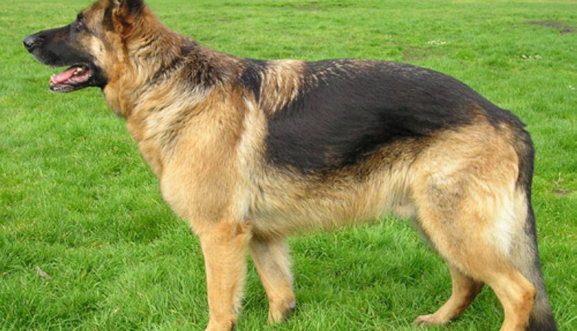 الكلبة ربانزل في وضع يرثى له... عُثر عليها في سويسرا وأُعيدت إلى أصحابها في ألمانيا