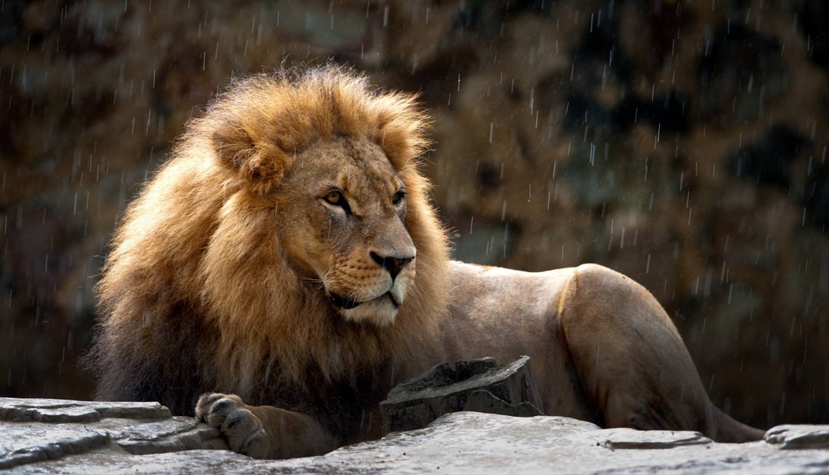 Lion kills woman at refuge of South African ‘lion whisperer’ النهار(00)