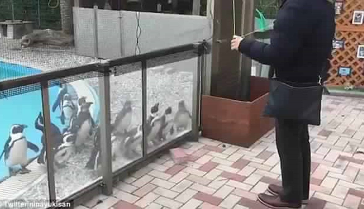 بالفيديو: شاب يتحكم في حيوانات البطريق بواسطة لعبة اليويو
