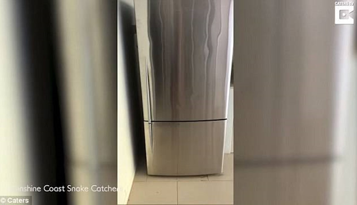 بالفيديو: ثعبان بين الثلاجة والفريزر!