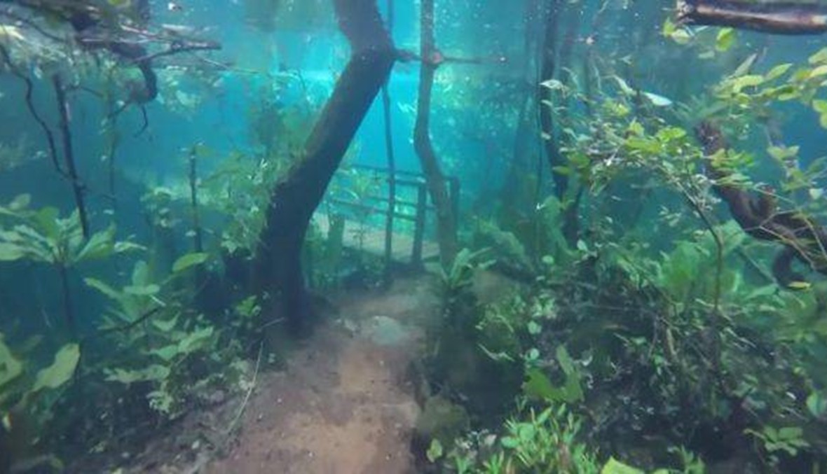 بالفيديو- مشهد خيالي لغابة غارقة بمياه الفيضانات
