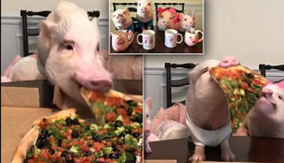 بالفيديو والصور: خنازير وكلب تأكل البيتزا