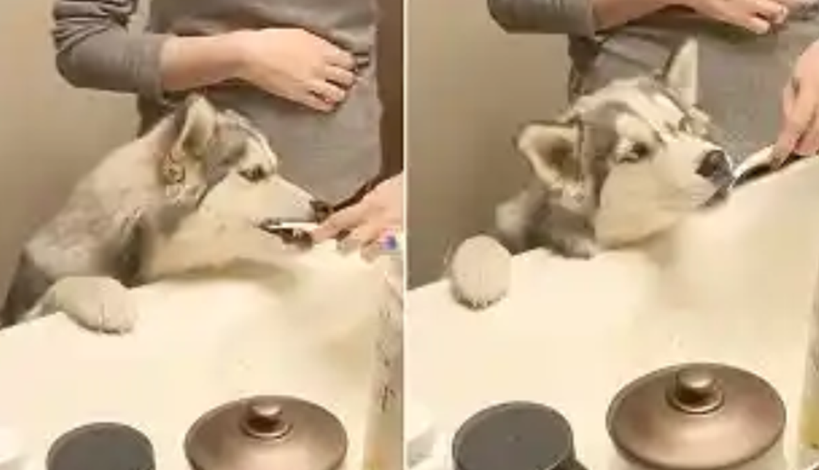 كلبة مولعة بتنظيف الأسنان