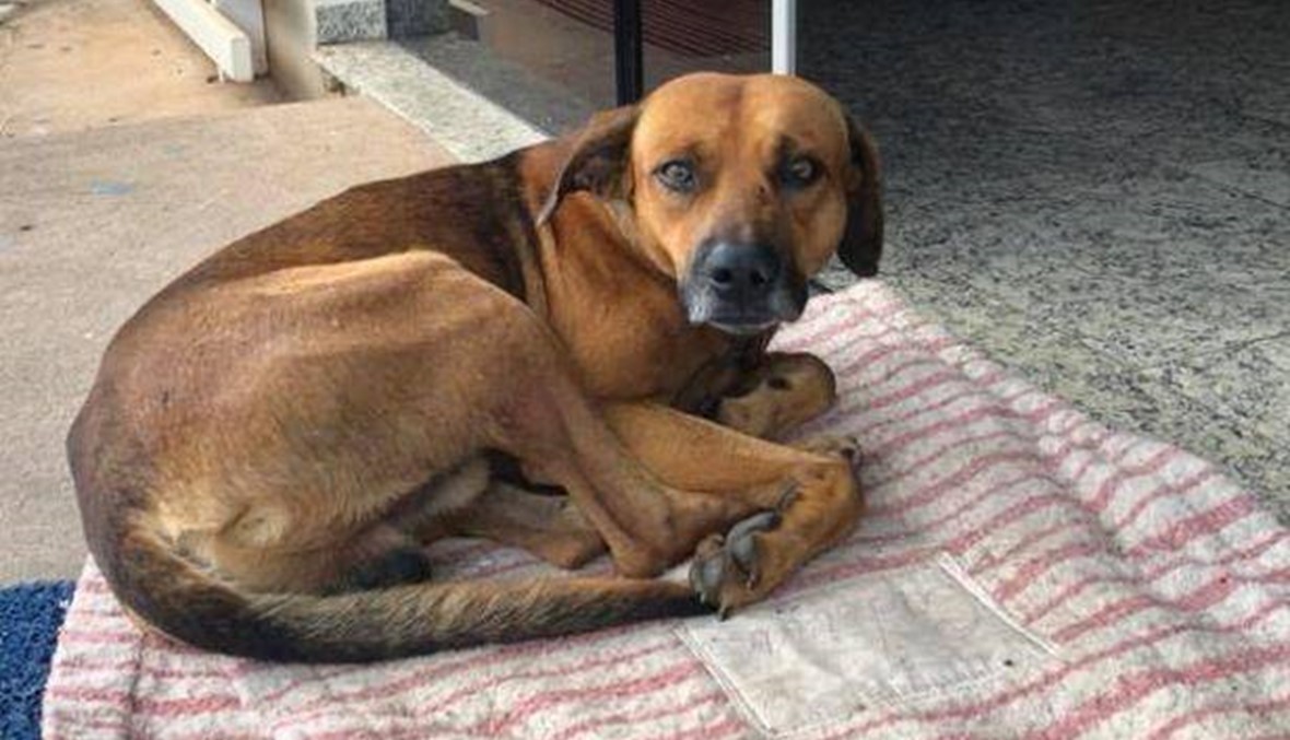 كلب يرفض مغادرة مستشفى توفي فيه مالكه منذ أربعة أشهر