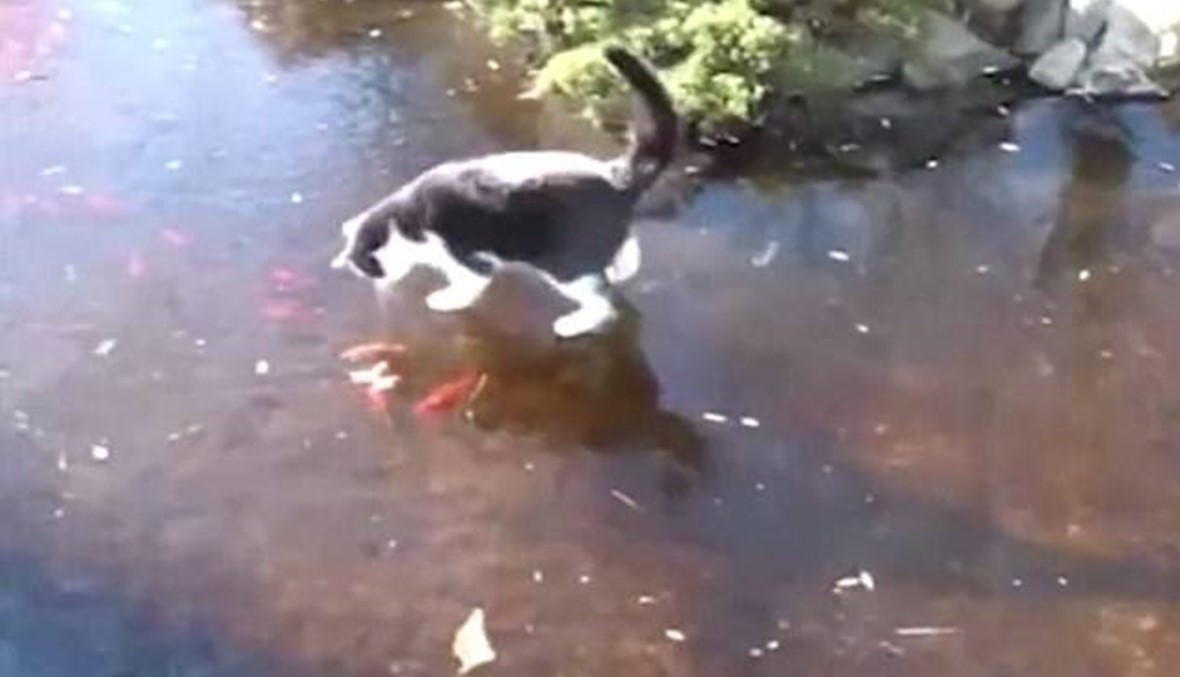 بالفيديو: الجليد يمنع قطة من التهام سمكة ذهبية