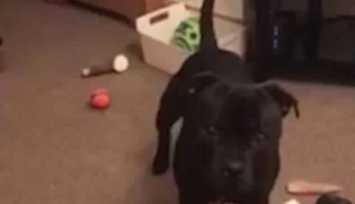 بالفيديو: كلب ذكي... يجمع اللعب داخل الصندوق ويُطفئ الأنوار قبل النوم